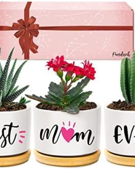 Gifts for Mum, Mum Birthday Gifts from Daughter or Son, Best Mum Ever Succulent Planters, Birthday Gifts for Mum, Unique Presents for Mum on Christmas Birthday Thanksgiving Valentines Mother’s Day